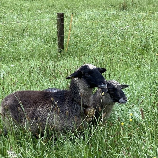 Alpine Steinschafe im Unterbichlgut in Flachau