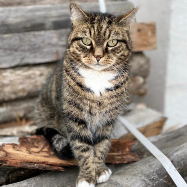 Katze am Bauernhof Unterbichl im Salzburger Land
